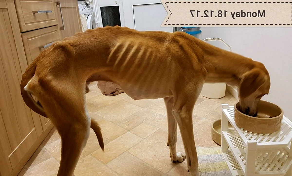 Самая худая собака в мире