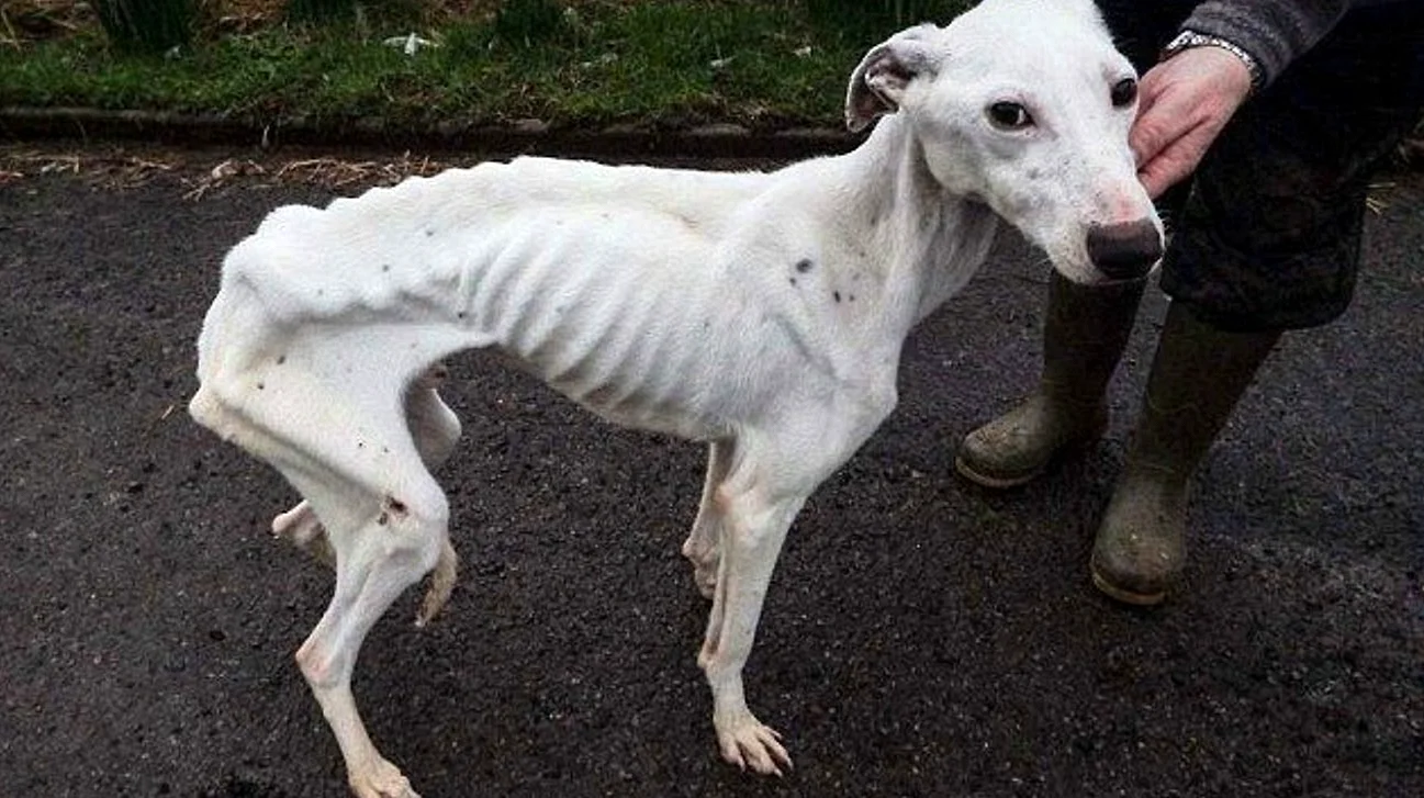 Самая худая собака в мире