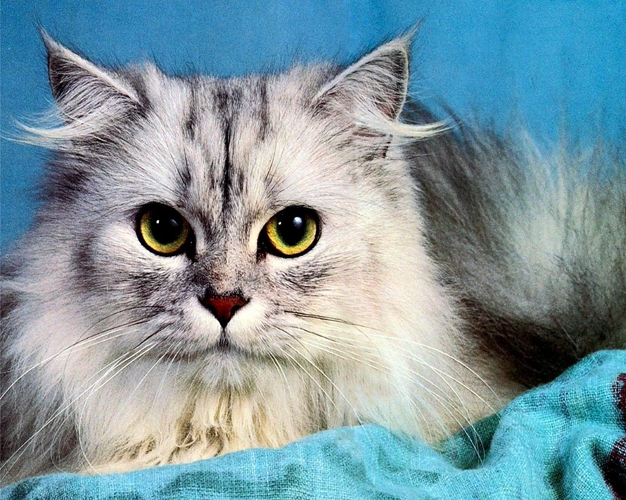 Самая красивая кошка в мире