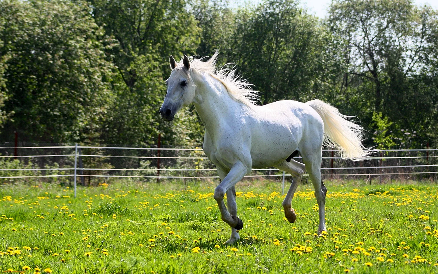 Самая красивая лошадь в мире