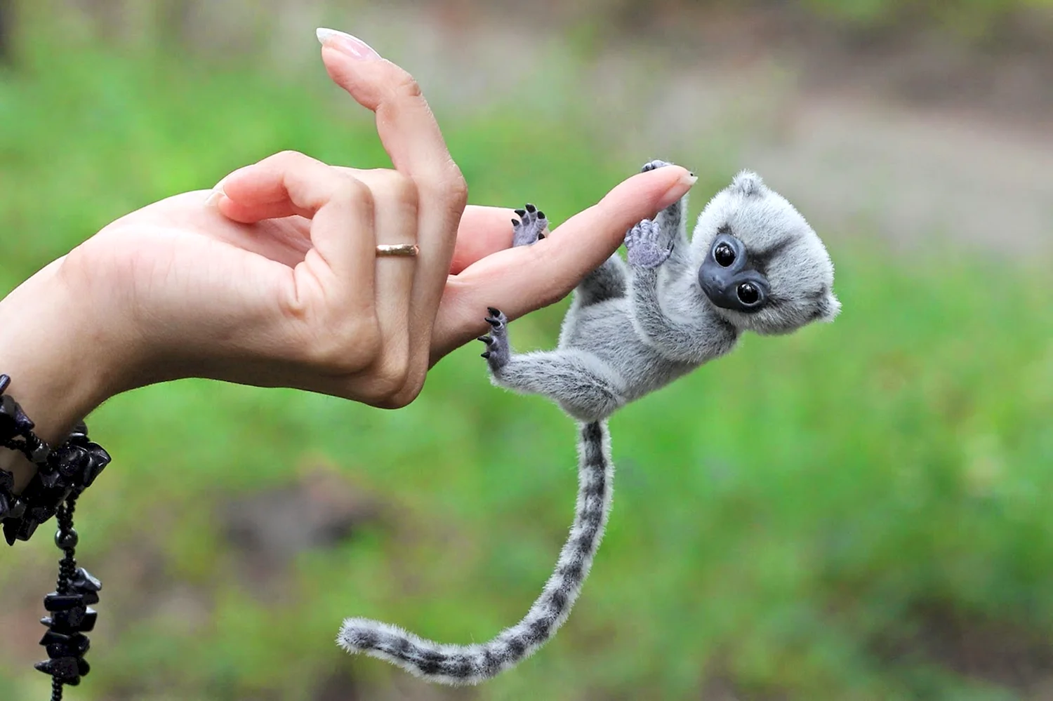 Самая маленькая обезьянка в мире мармозетка