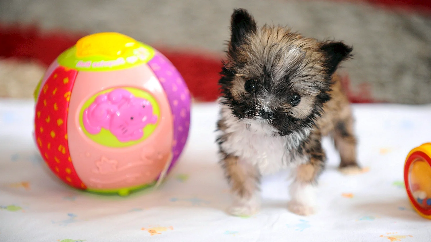 Самая маленькая собака в мире т фото