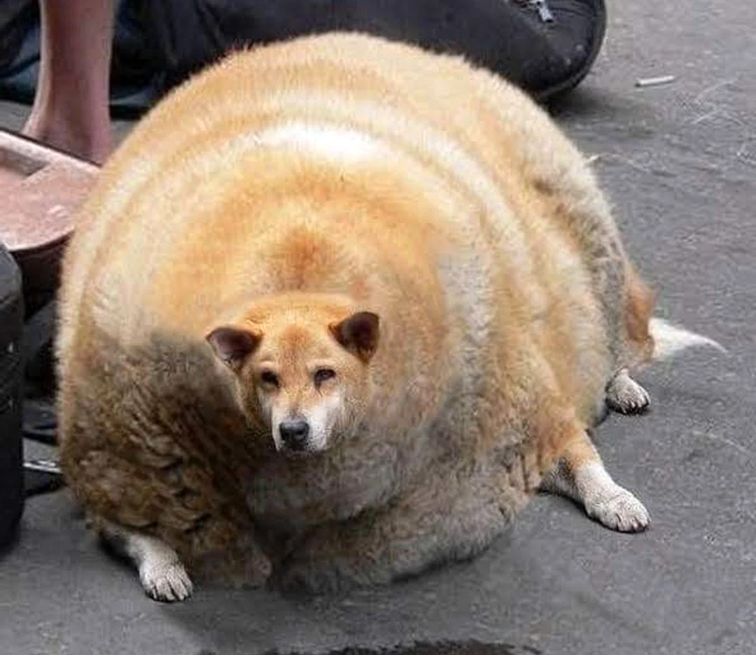 Самая толстая собака