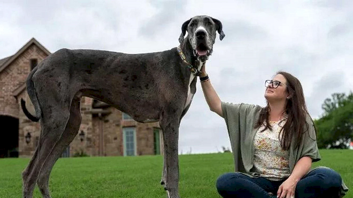 Самая высокая собака