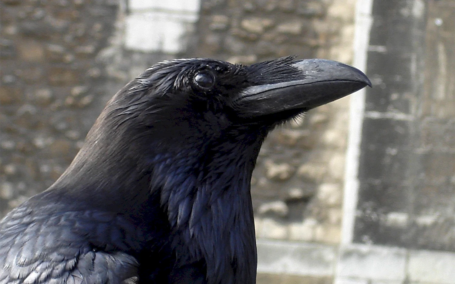 Саманта черная ворона