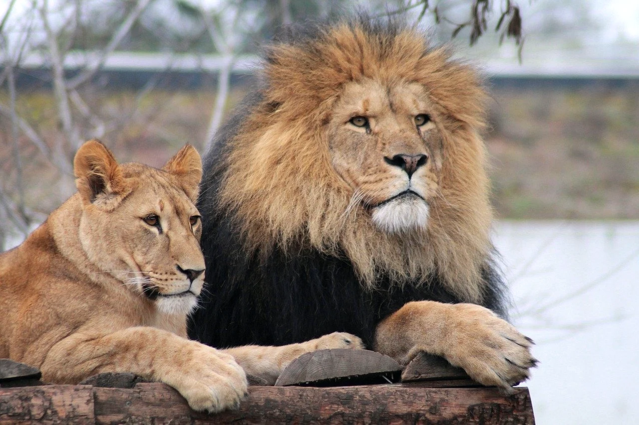 Самец Лев и львица