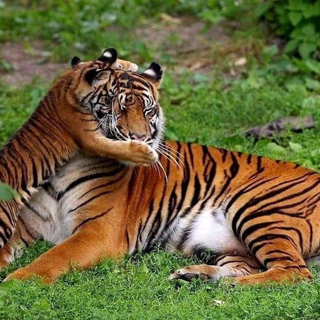 Самка Амурского тигра