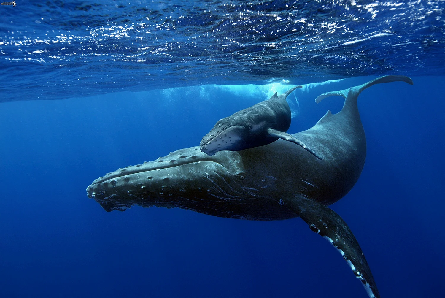 Самка горбатого кита