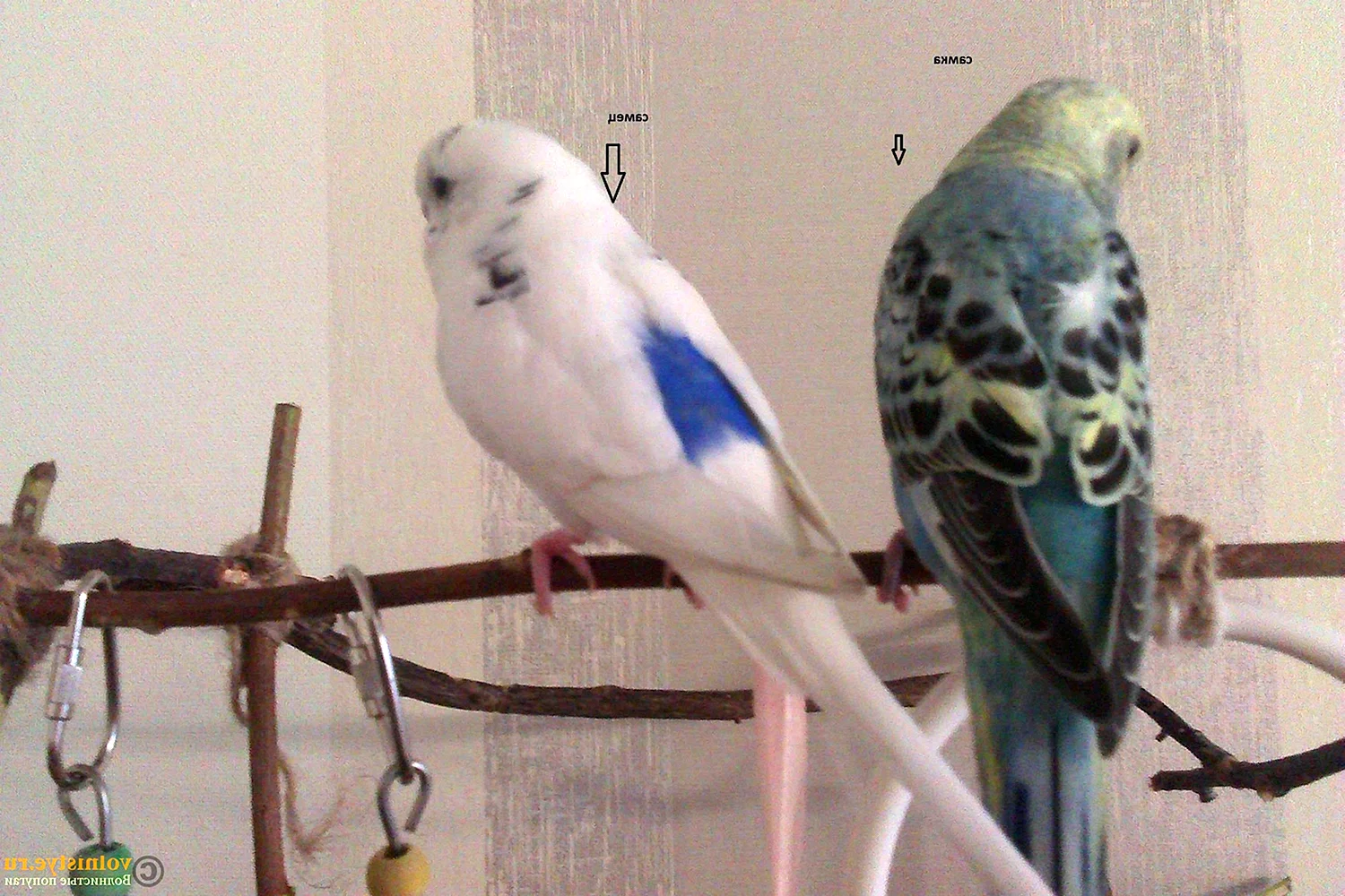 Самка и самец волнистого попугая