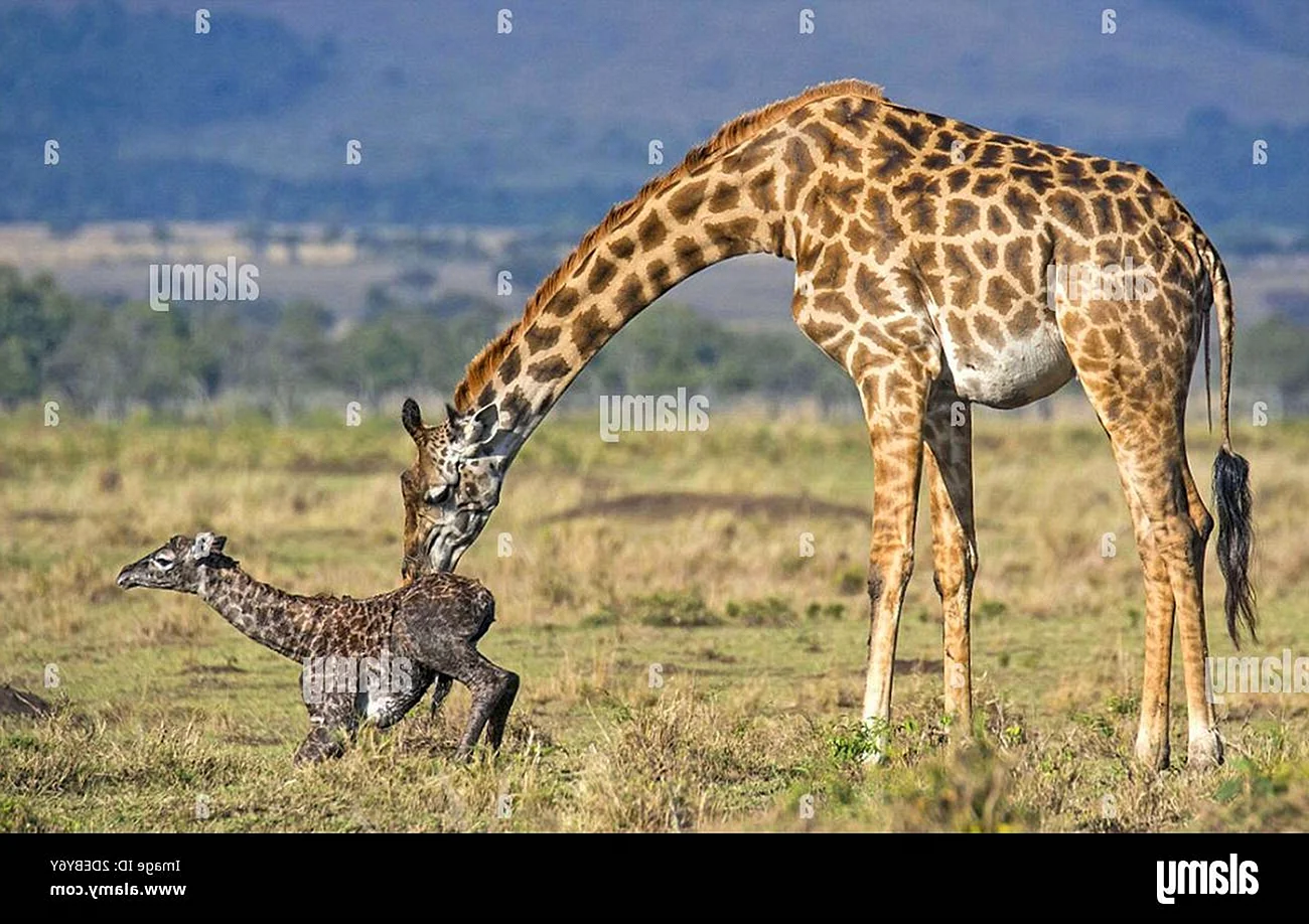 Самка жирафа