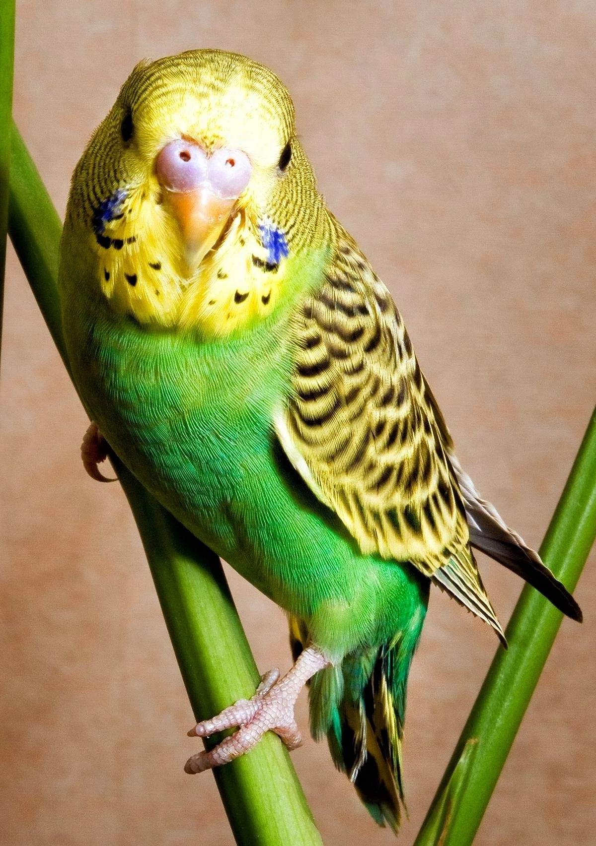 Самочка волнистого попугая