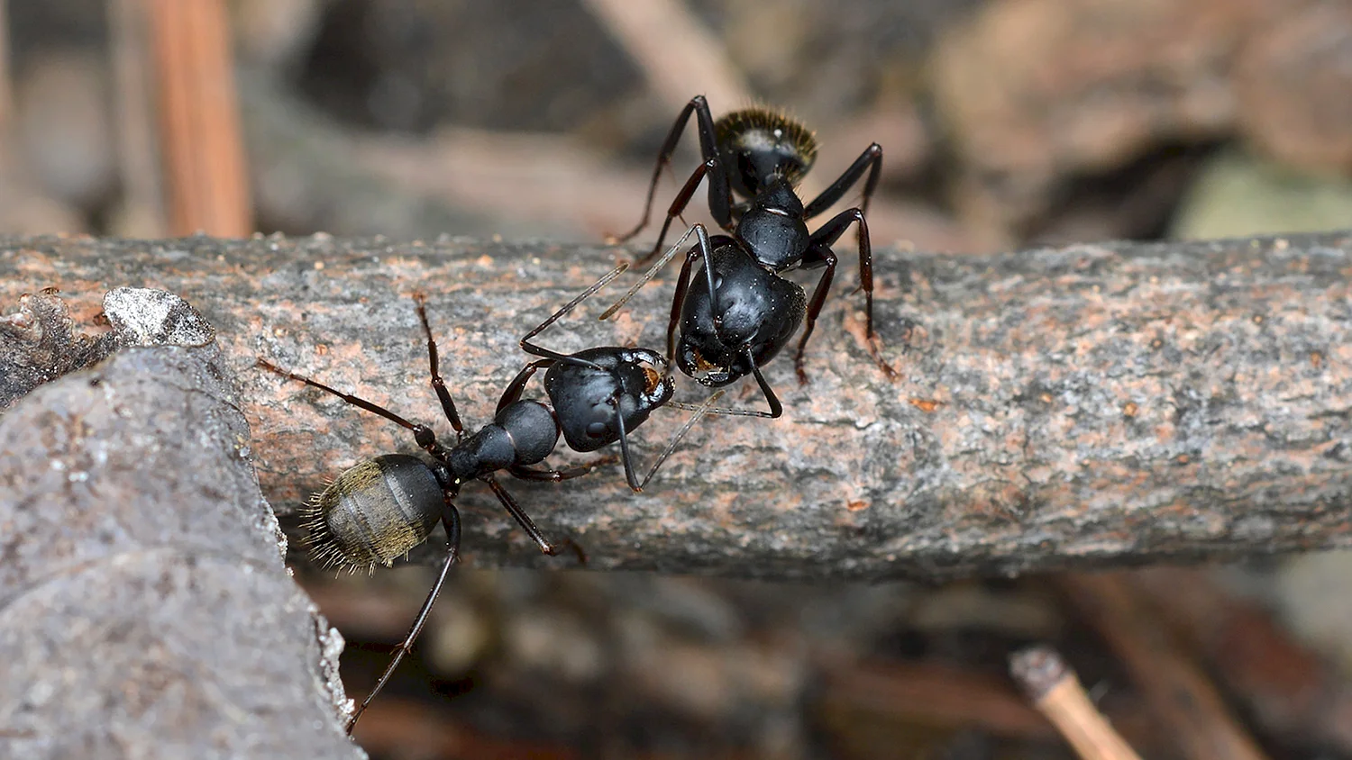 Самцы муравьев