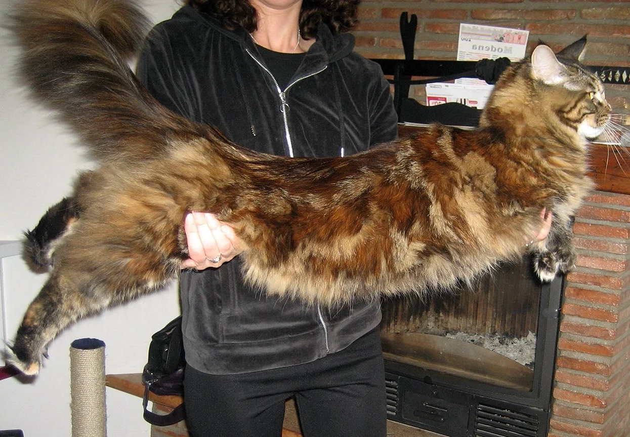 Самые большие коты в мире порода Мейн кун