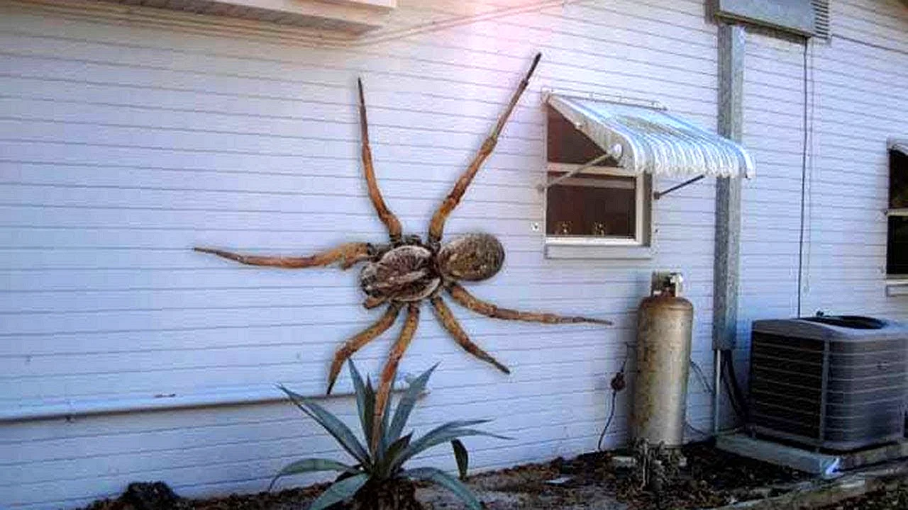 Самые большие пауки в Австралии