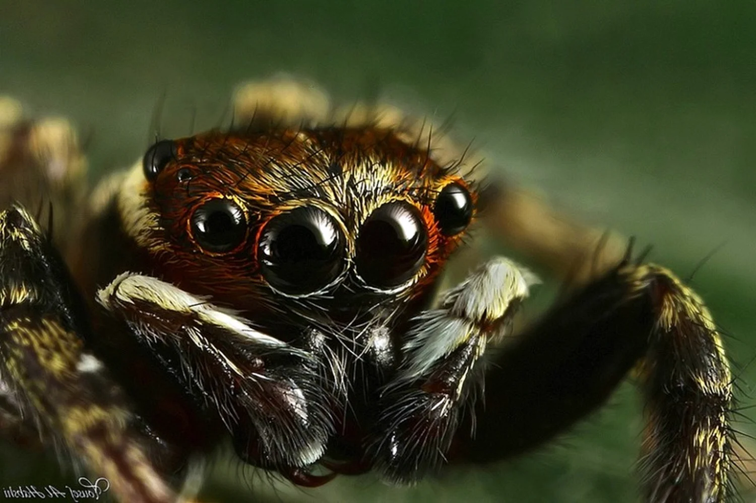 Самые страшные и опасные пауки
