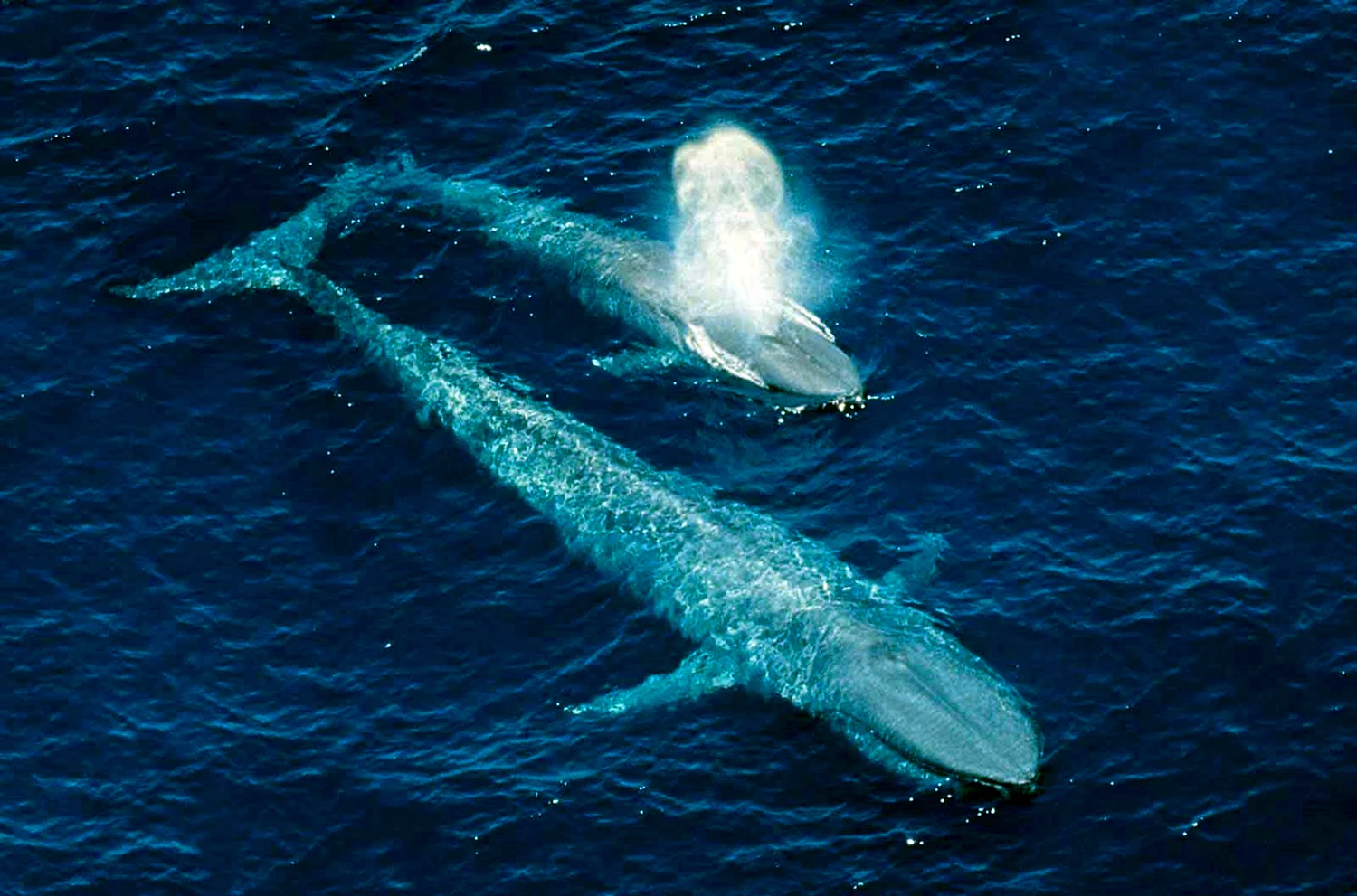 Самый большой кит в мире кит