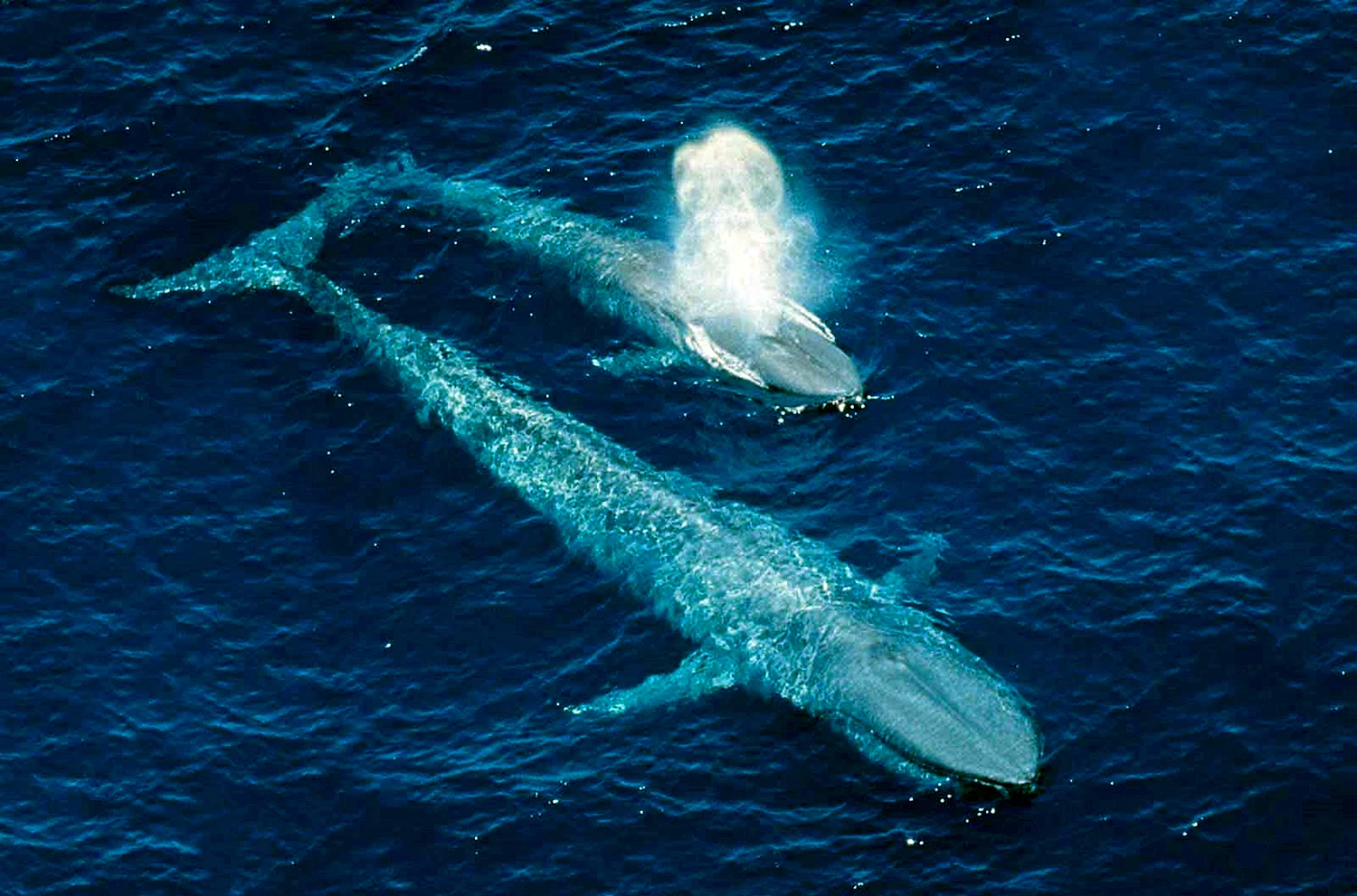 Самый большой кит в мире кит