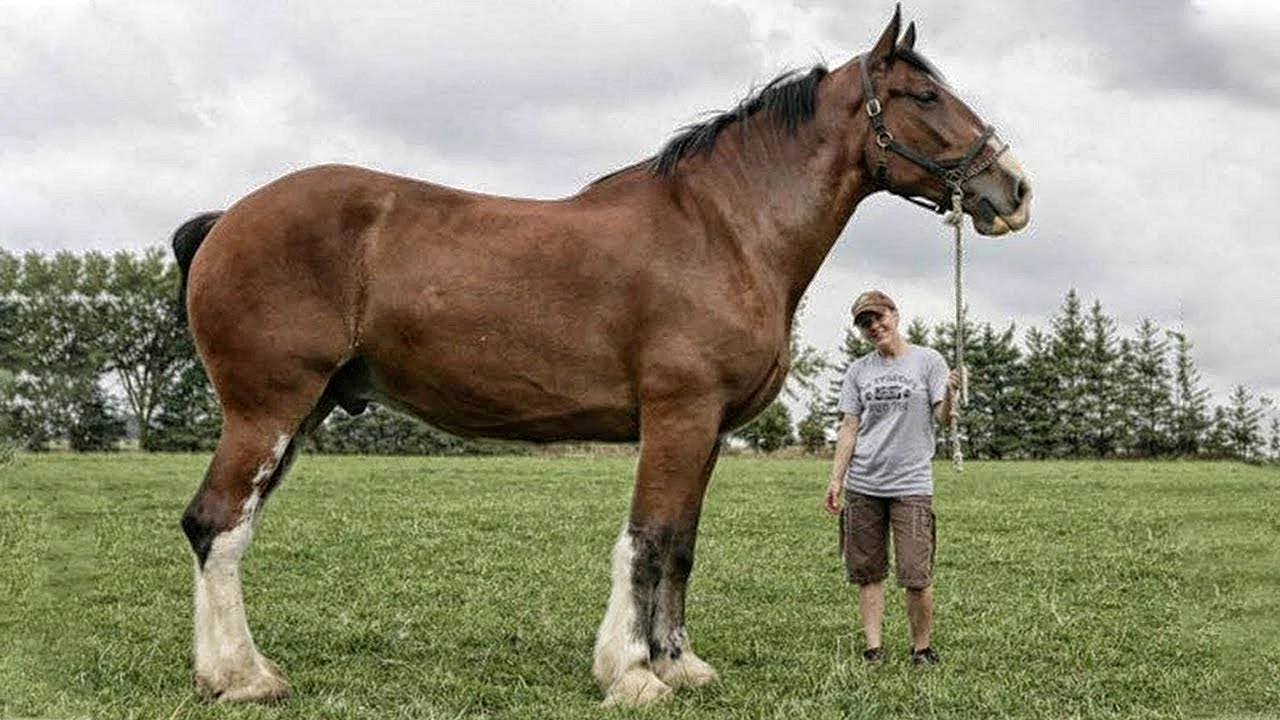 Самый большой конь тяжеловоз в мире