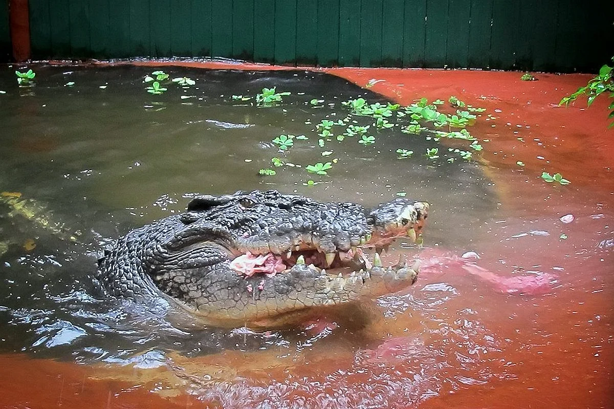 Самый большой крокодил в мире Кассиус
