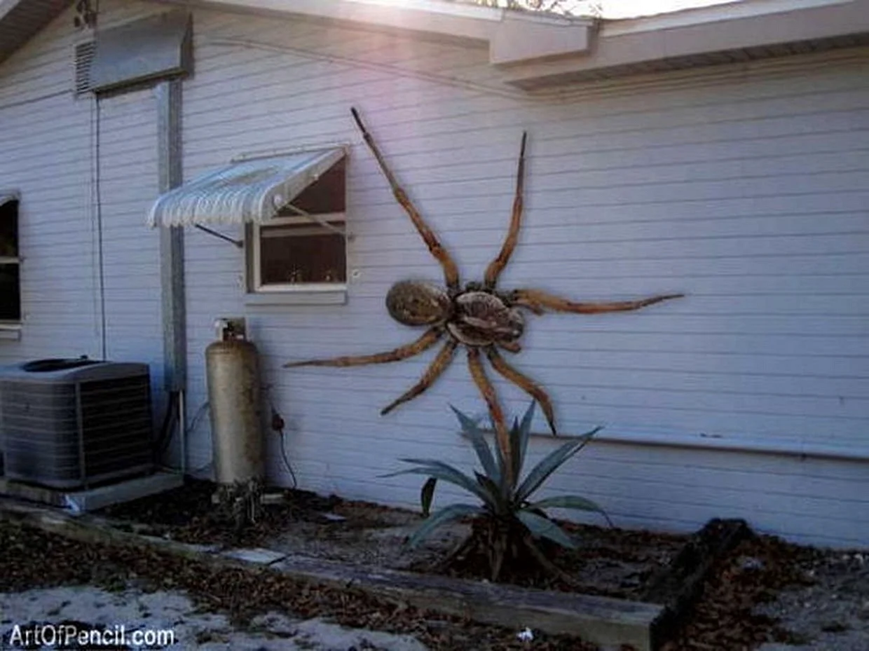 Самый большой паук в Австралии