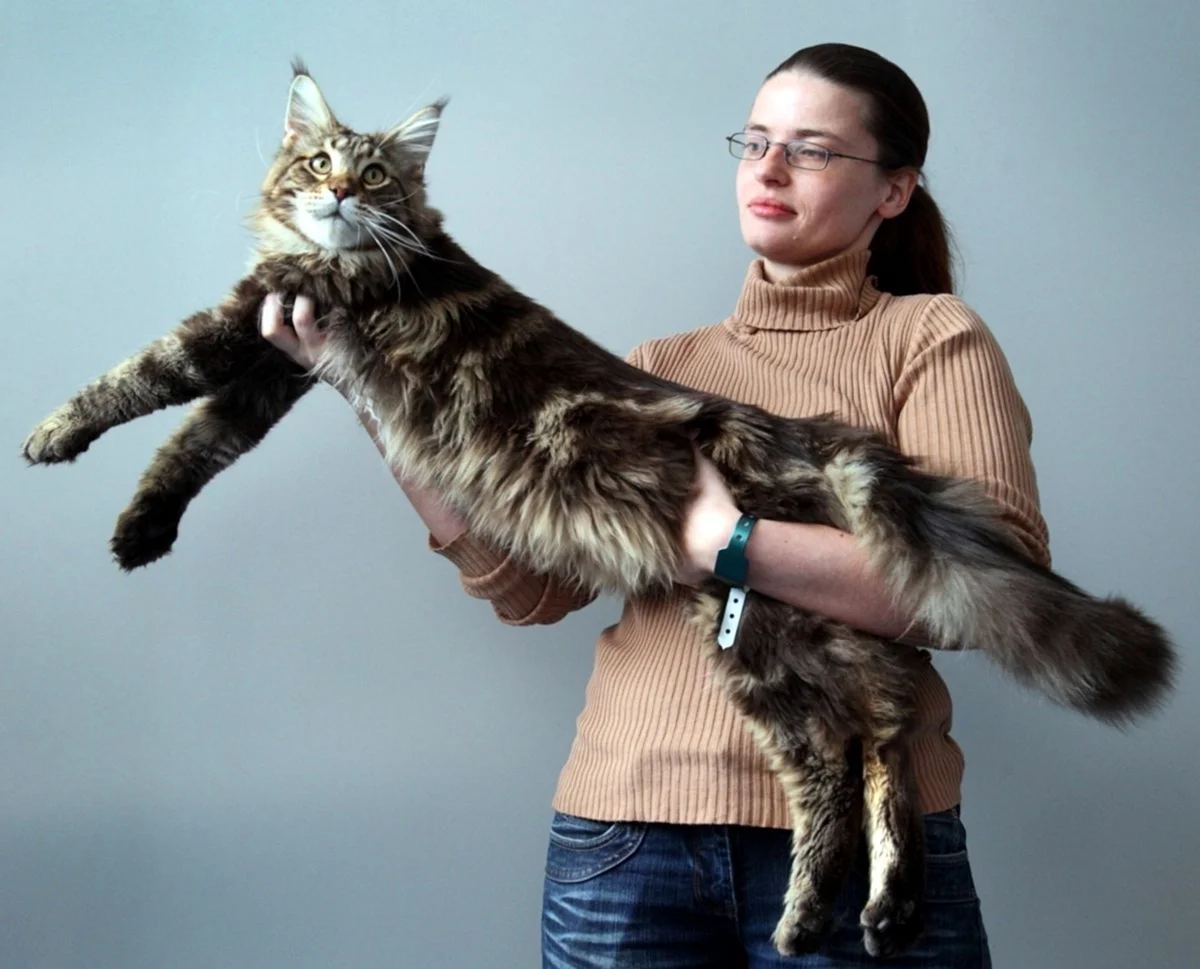 Самый длинный кот в мире 123 см Мейн кун