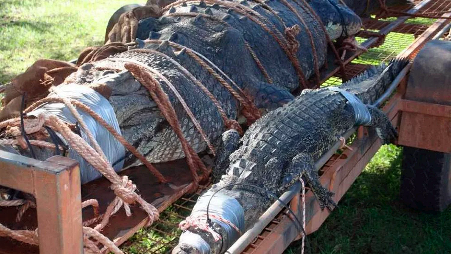 Самый гигантский крокодил в мире