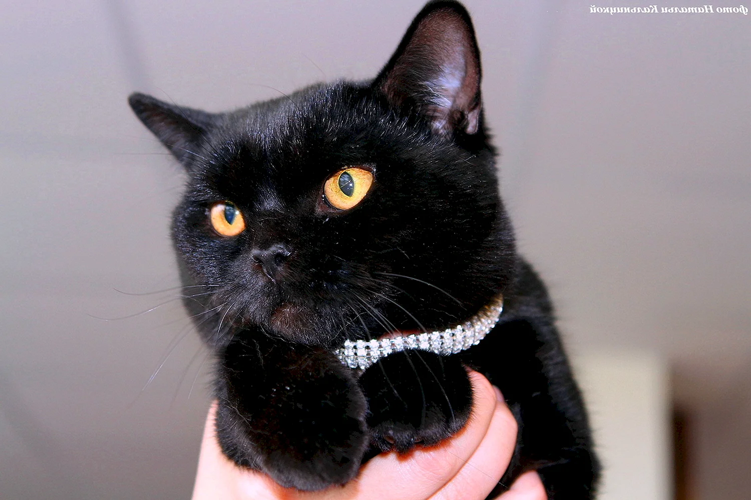 Самый красивый черный британский кот