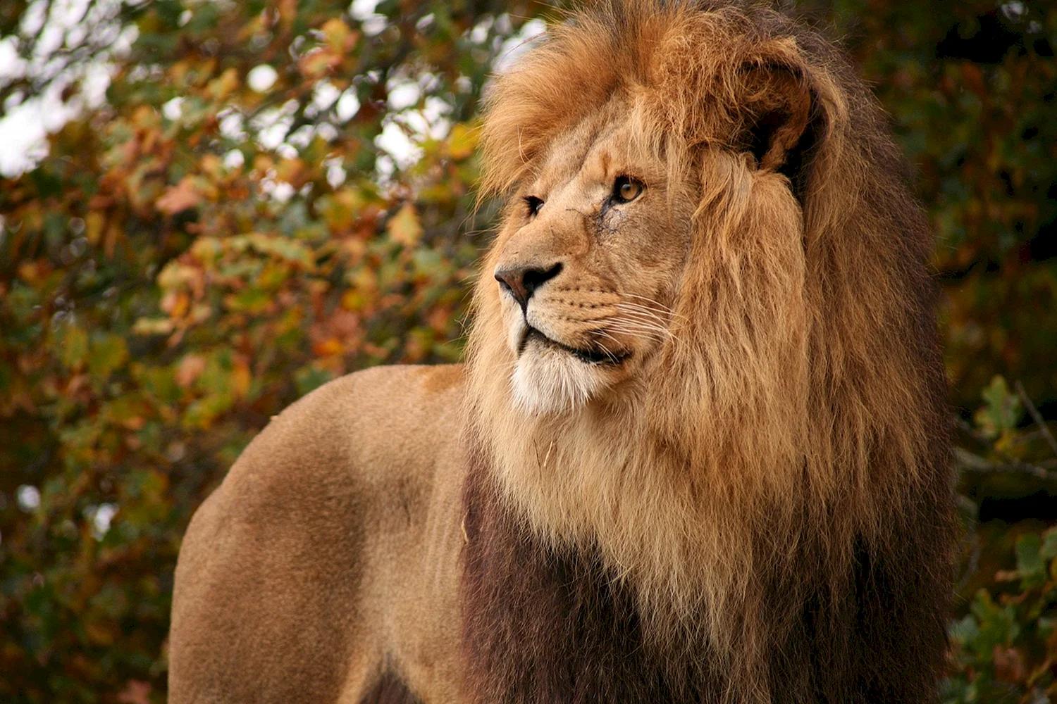 Самый красивый Лев