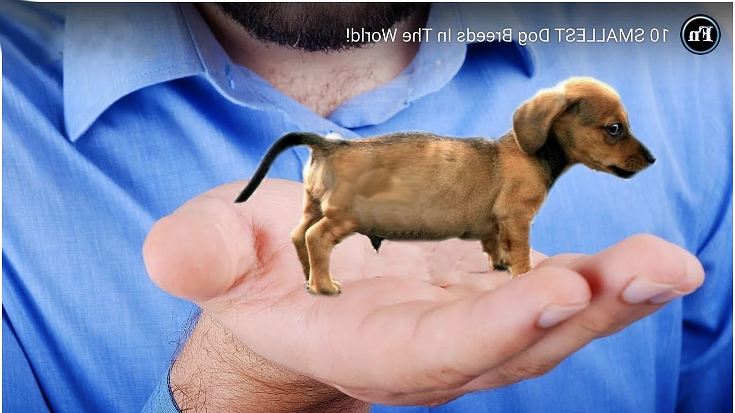 Самый маленький щенок в мире
