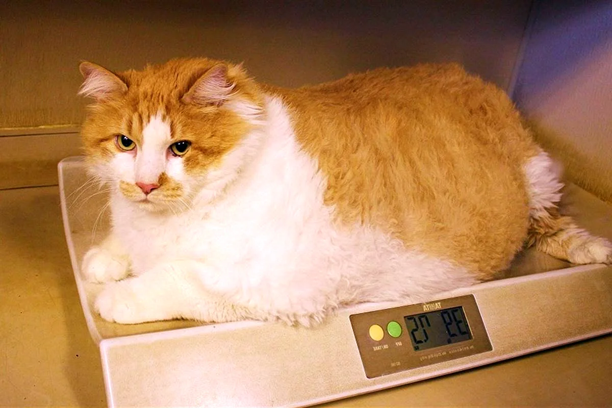 Самый толстый кот химми