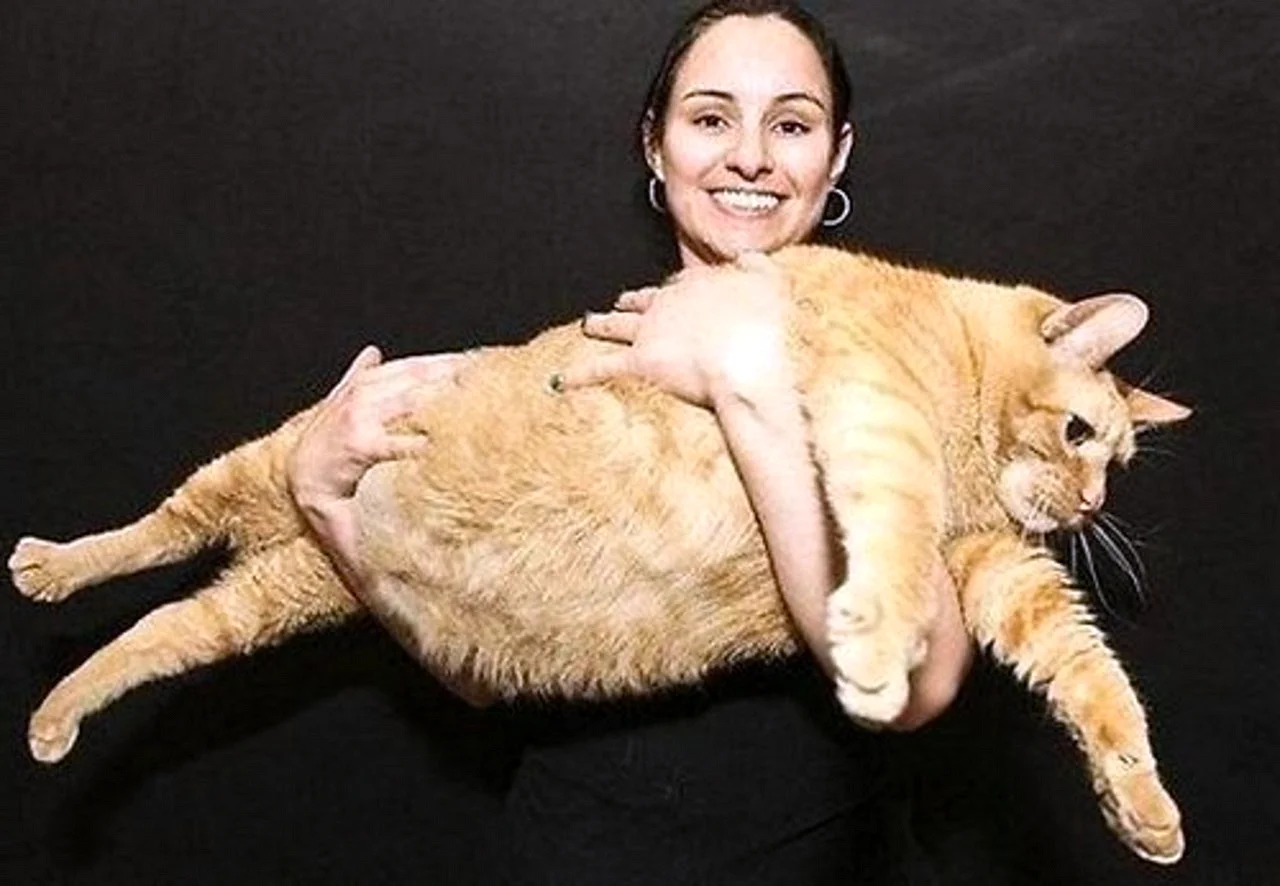Самый толстый кот химми
