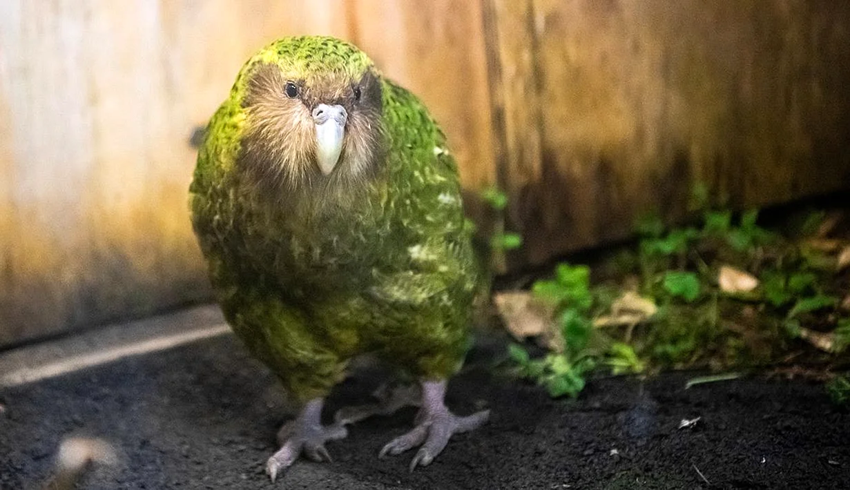 Самый толстый попугай в мире