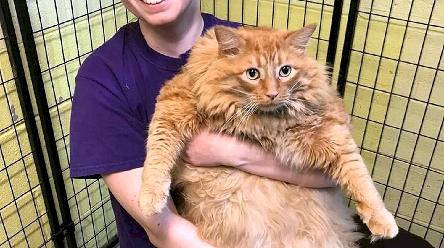 Самый толстый рыжий кот