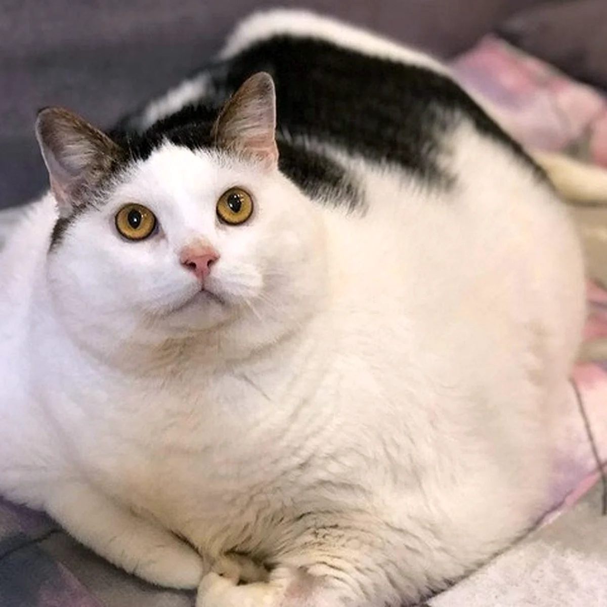 Самый жирный кот в мире 1000000000кг