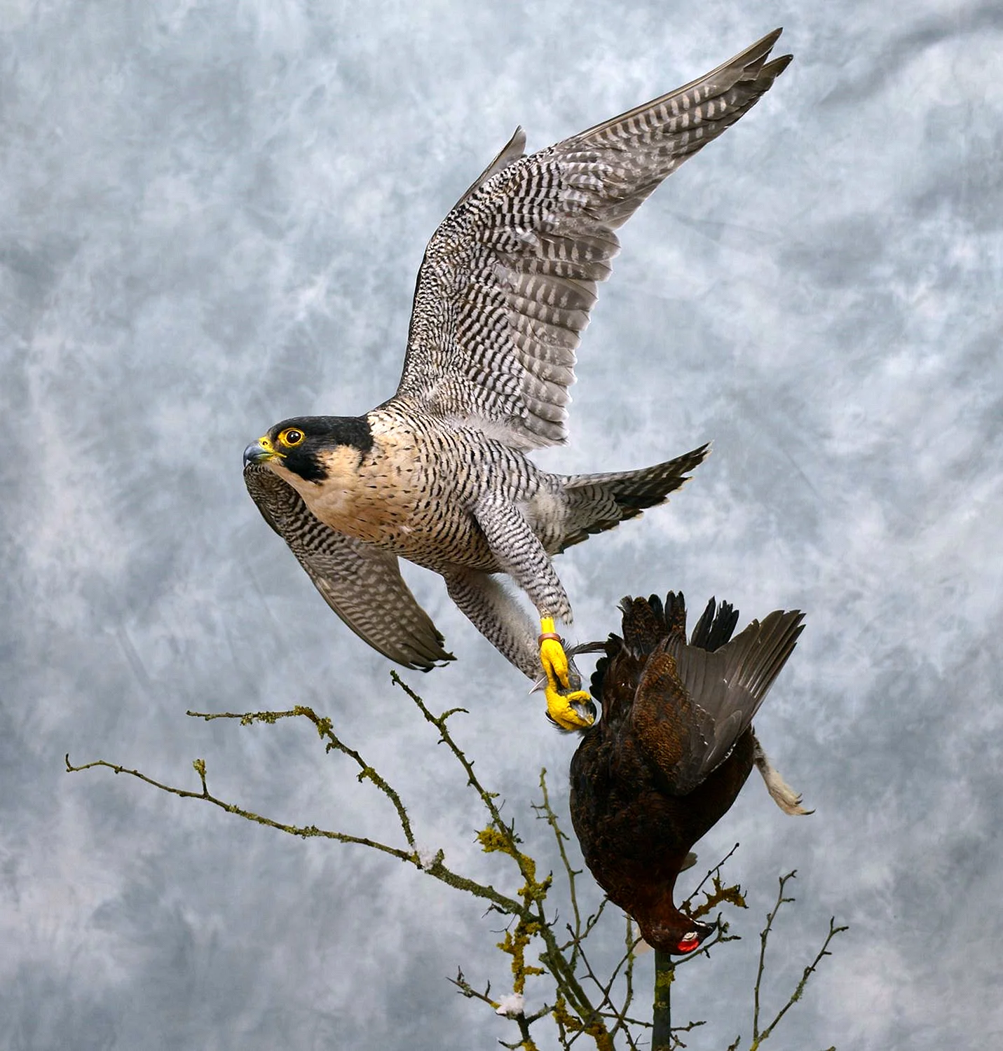 Сапсан Falco peregrinus