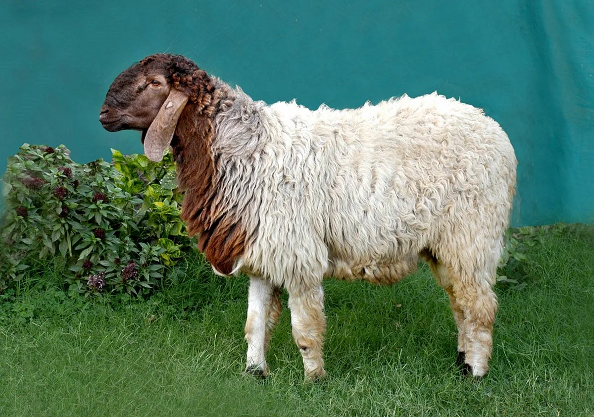 Сараджинская порода овец