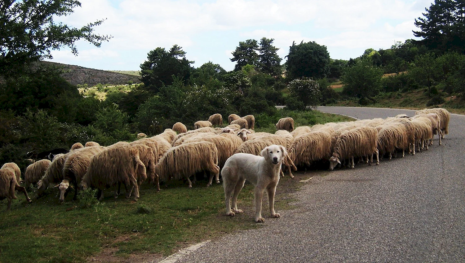 Сардиния пастухи