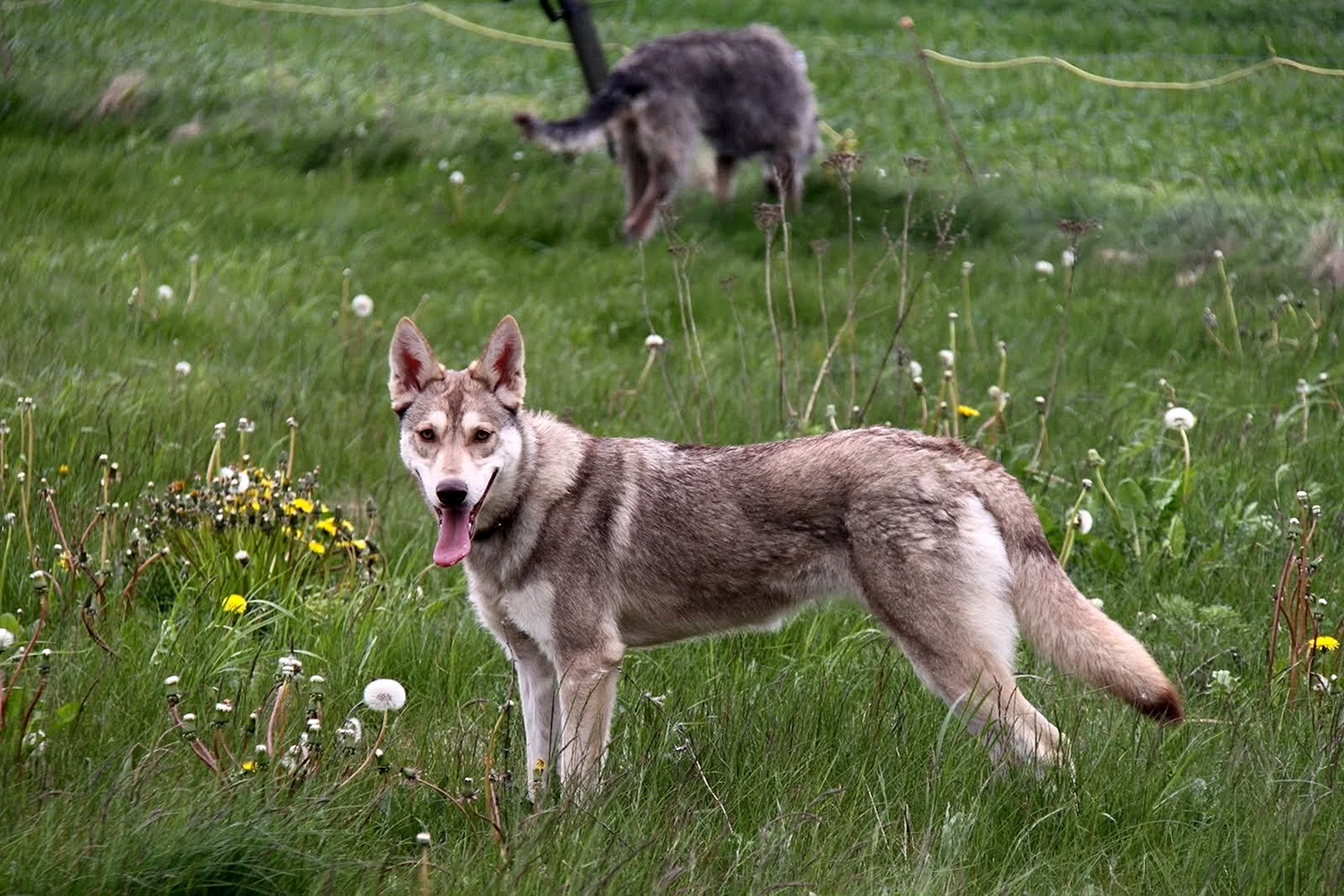 Сарлосская Волчья собака Сарлоса против алабай