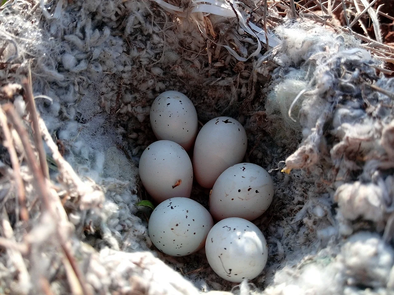 Сарыч гнездо яйцо