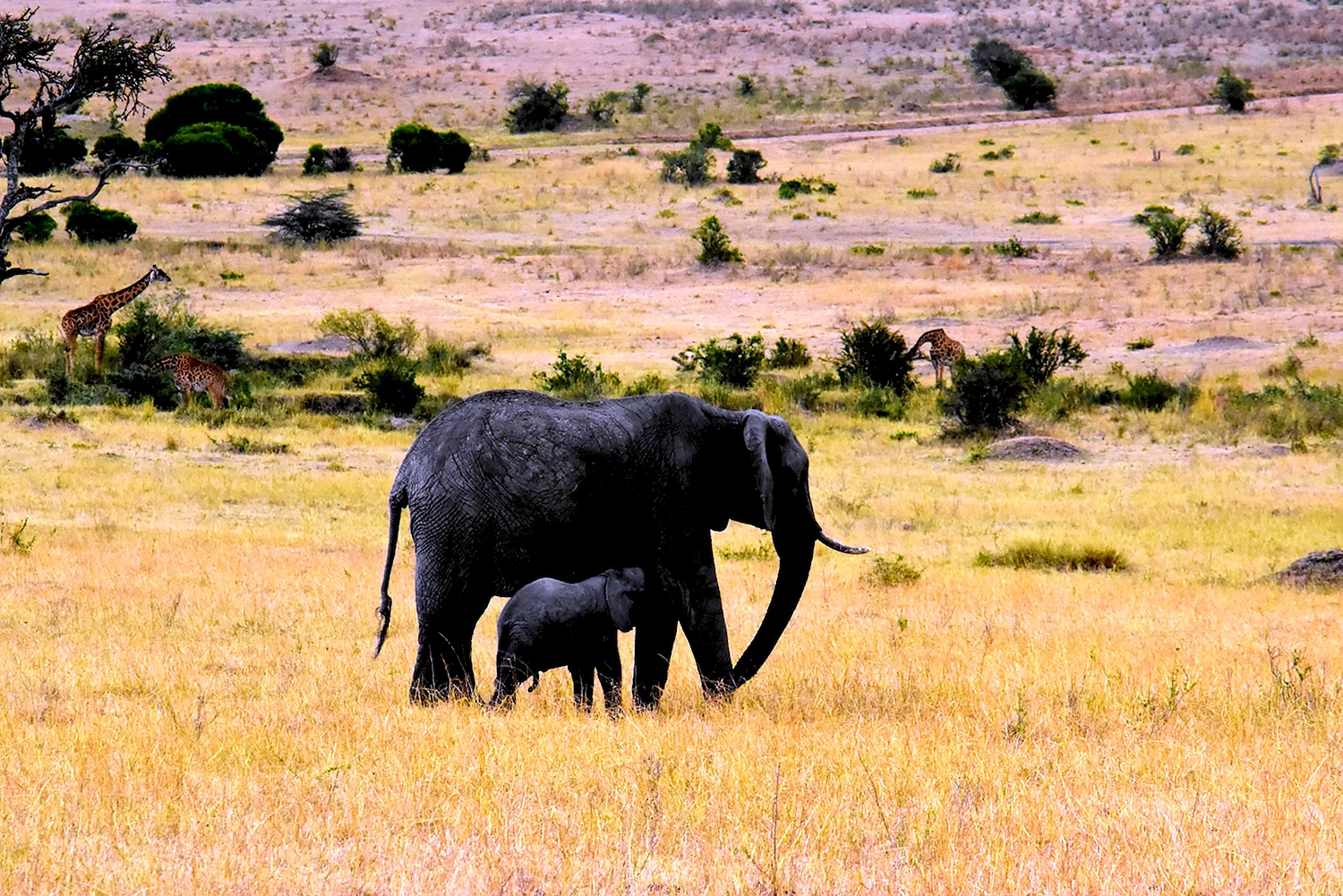 Саванна Африка Африка животные