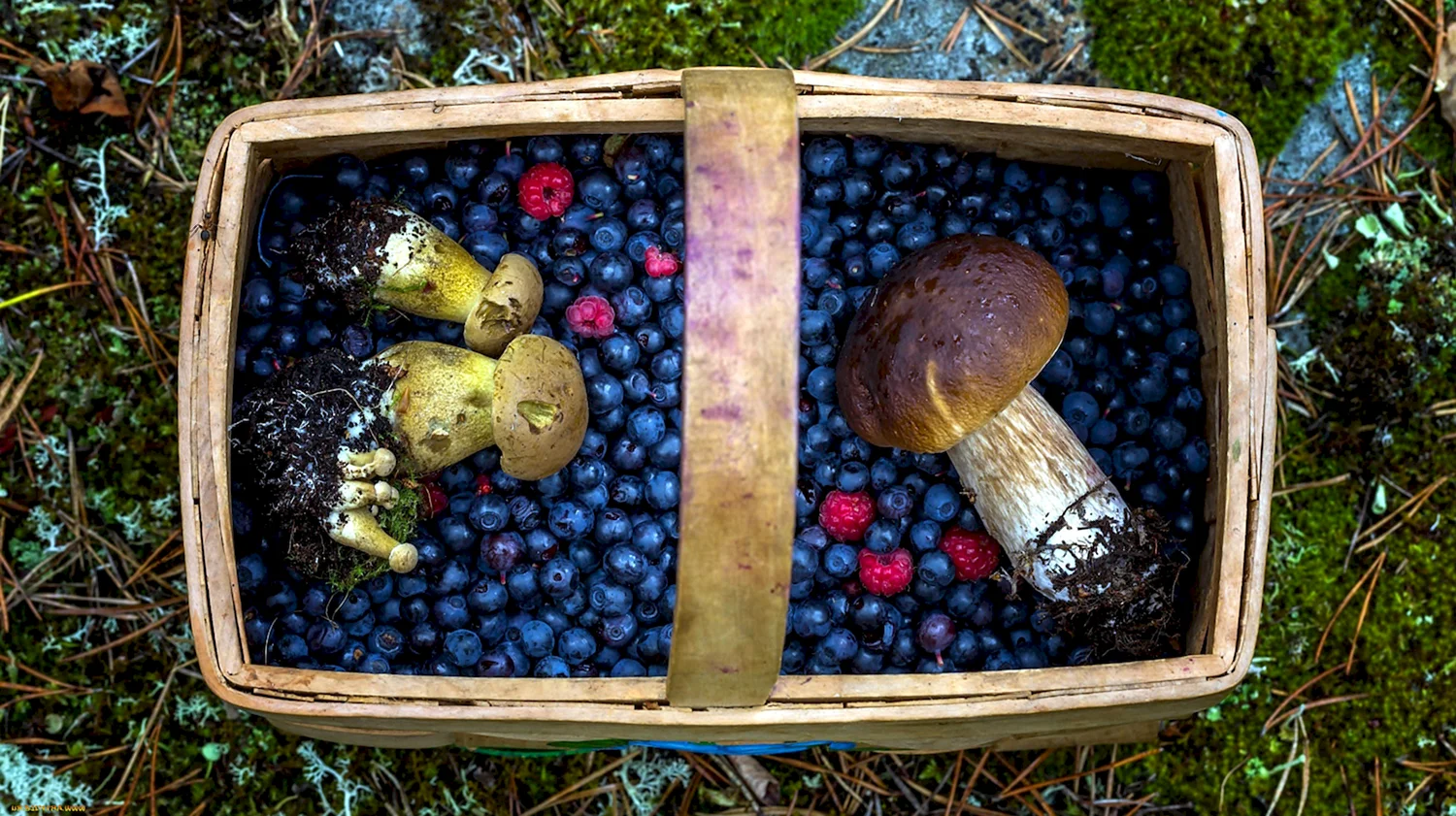 Сбор грибов и ягод