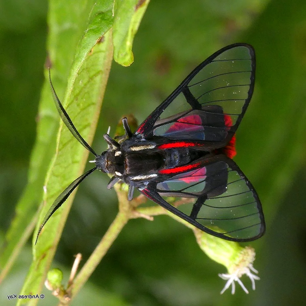 Scarlet Phaudid бабочка