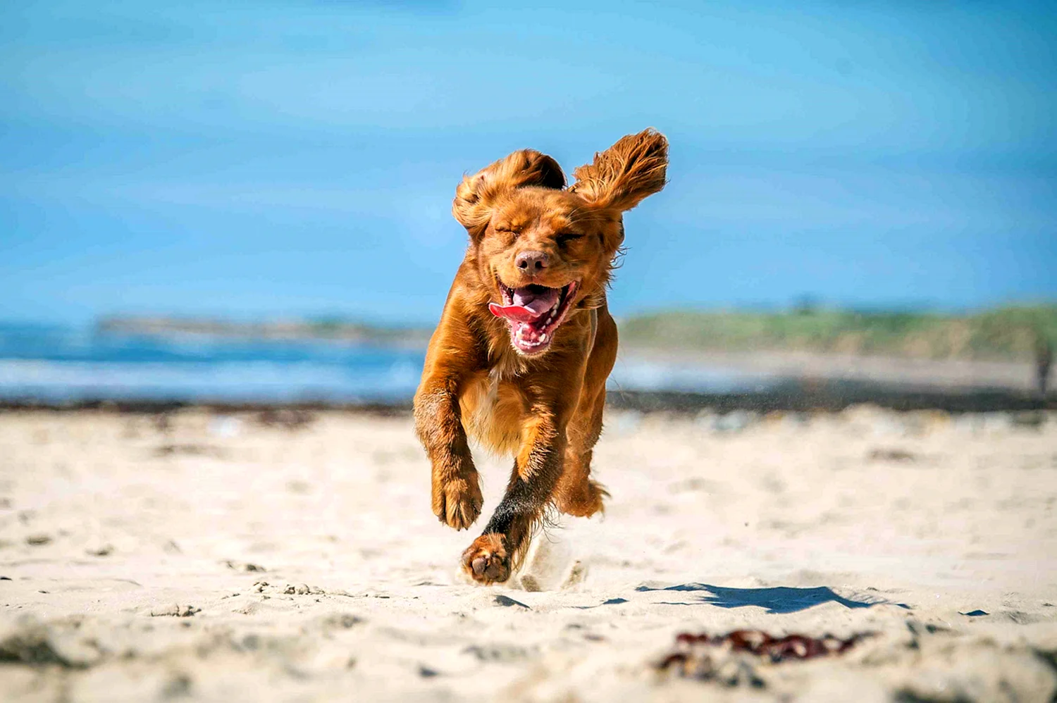 Счастливая собака бежит