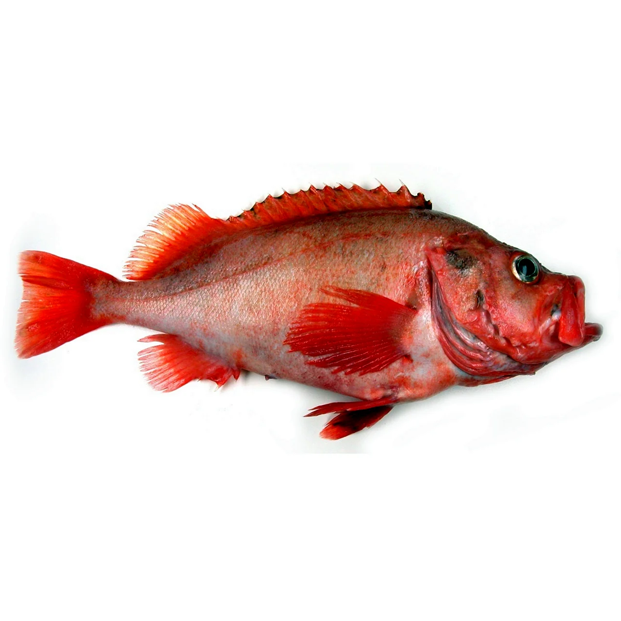 Sebastes mentella рыба