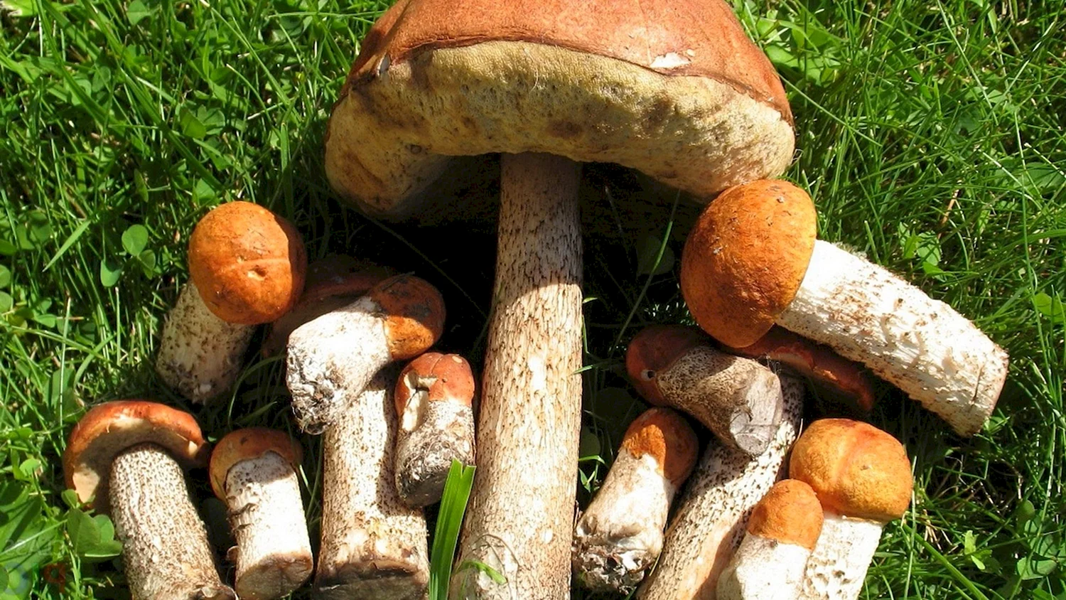 Сььььььььедобные грибы