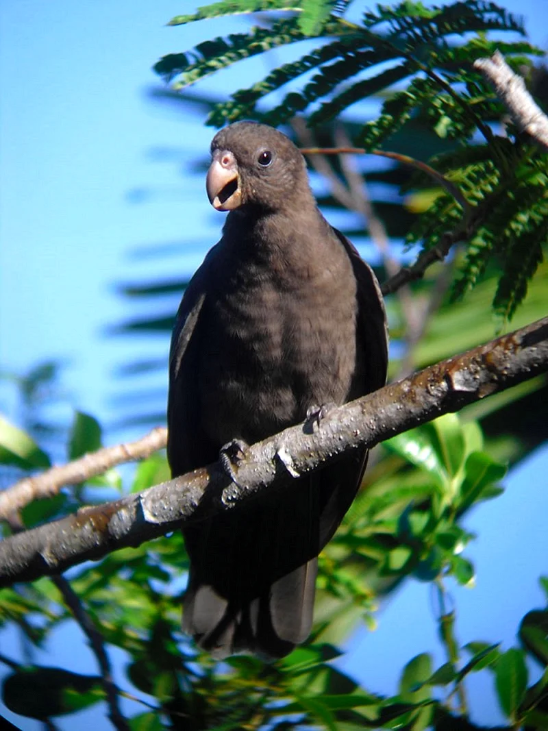 Сейшельский черный попугай