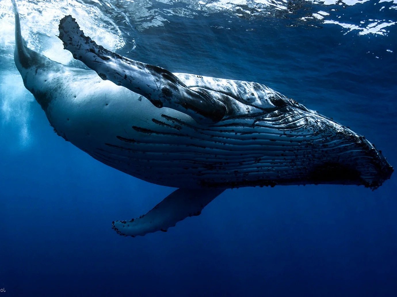 Сейвал (ивасевый кит)