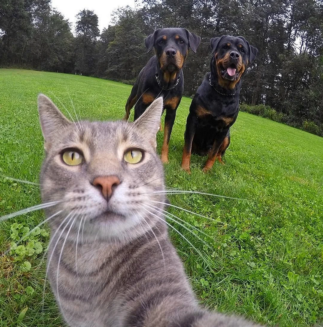 Селфи котов и собак