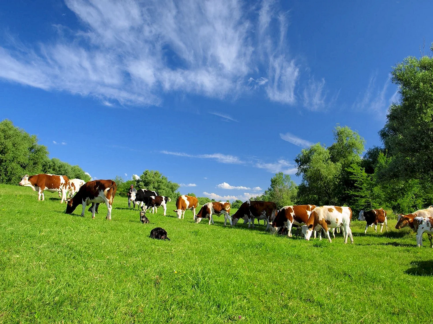 Сельское хозяйство Франции скот