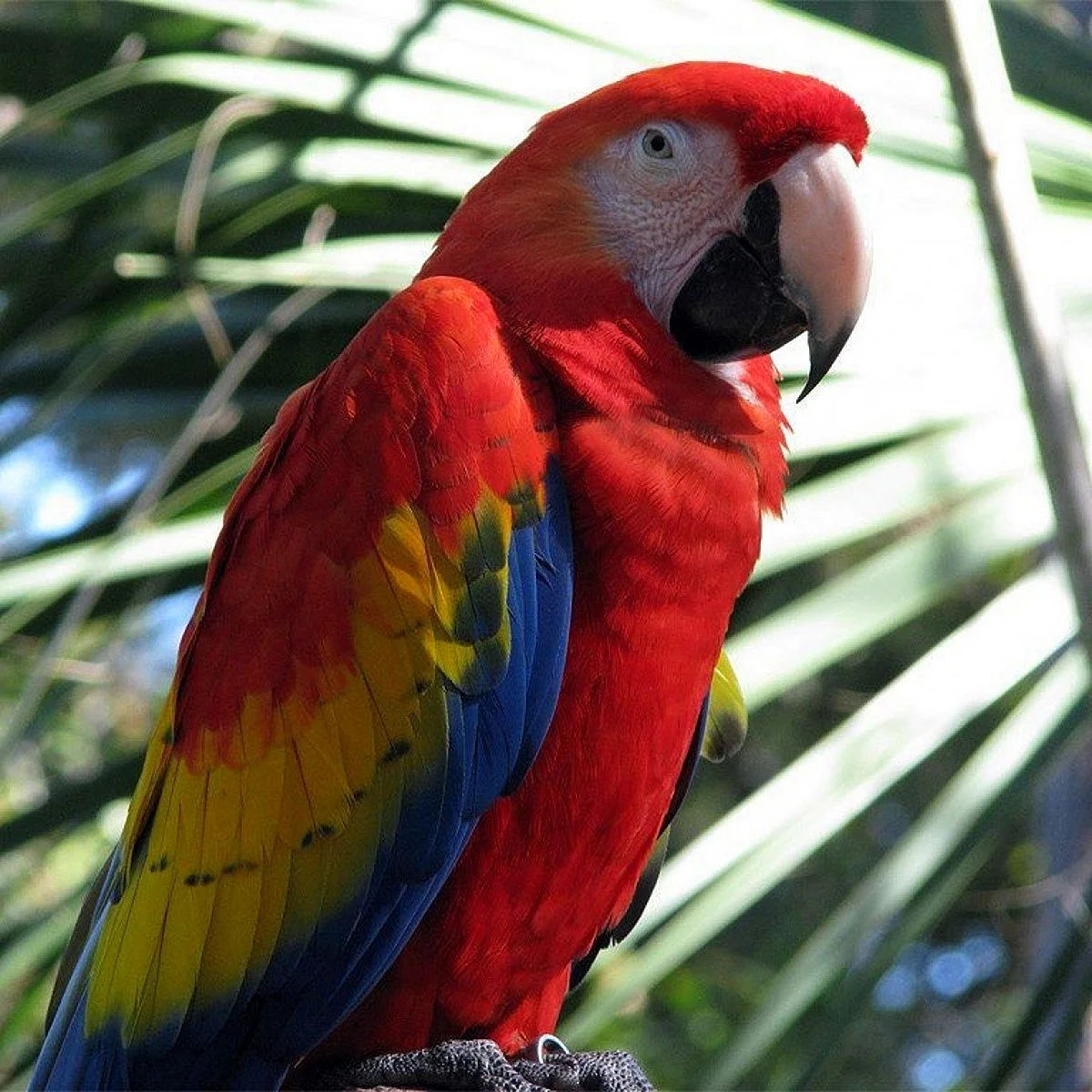 Сельва попугай ара